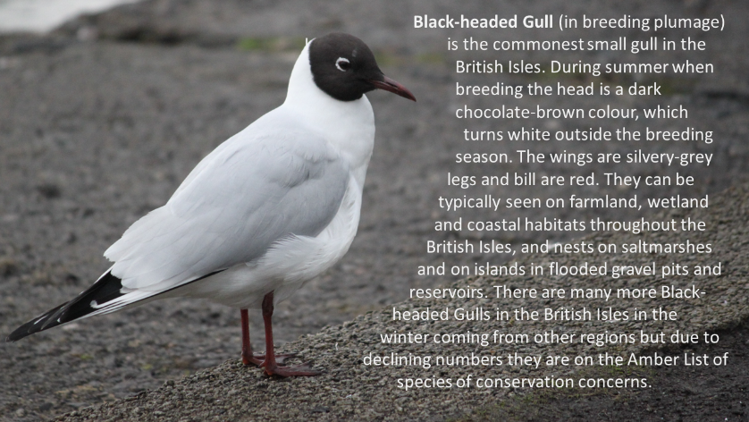 Black-headed gull in breeding plumage