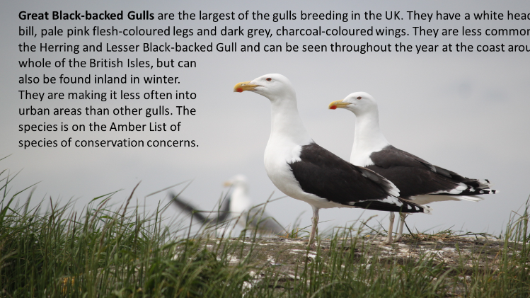 A pair Great Black-backed Gulls guarding their territory