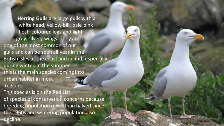 A pair of Herring Gulls in the 