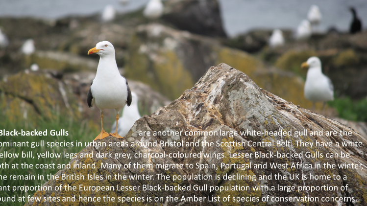 Lesser Black-backed Gull in a breeding colony