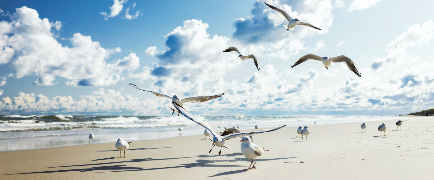 Picture of Gulls on beach by Karol D from Pexels