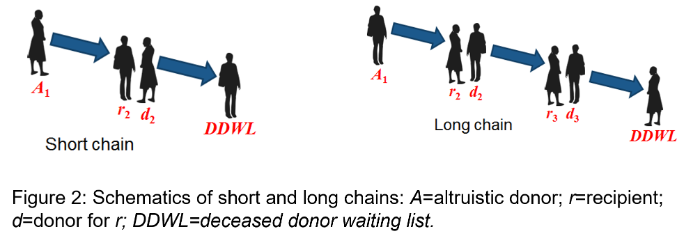 Short and Long Chain Kidney Exchange