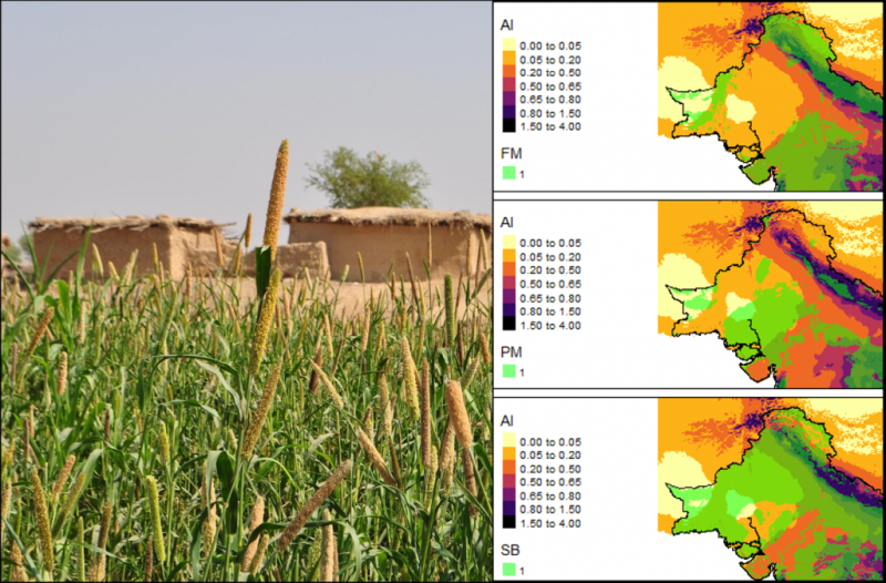 Carla Lancelotti (Universitat Pompeu Fabra) Past, present and future of smart crops: An ethnographic and modelling approach to mapping long-term millets cultivation in drylands