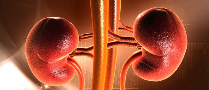 Human organs - kidneys