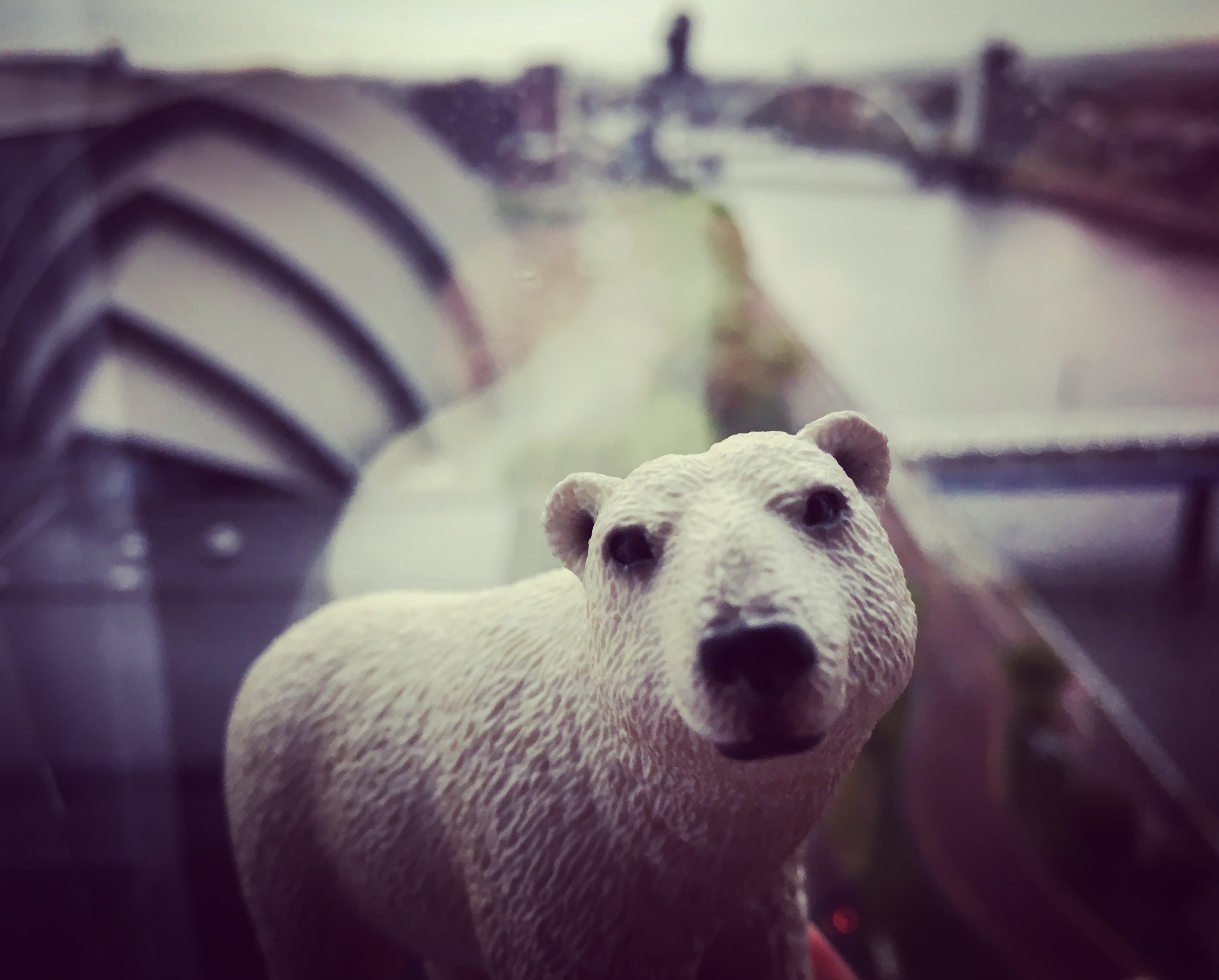 A polar bear facing the camera with a blurry view of Glasgow and the Clyde behind