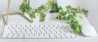 A computer keyboard with a plant