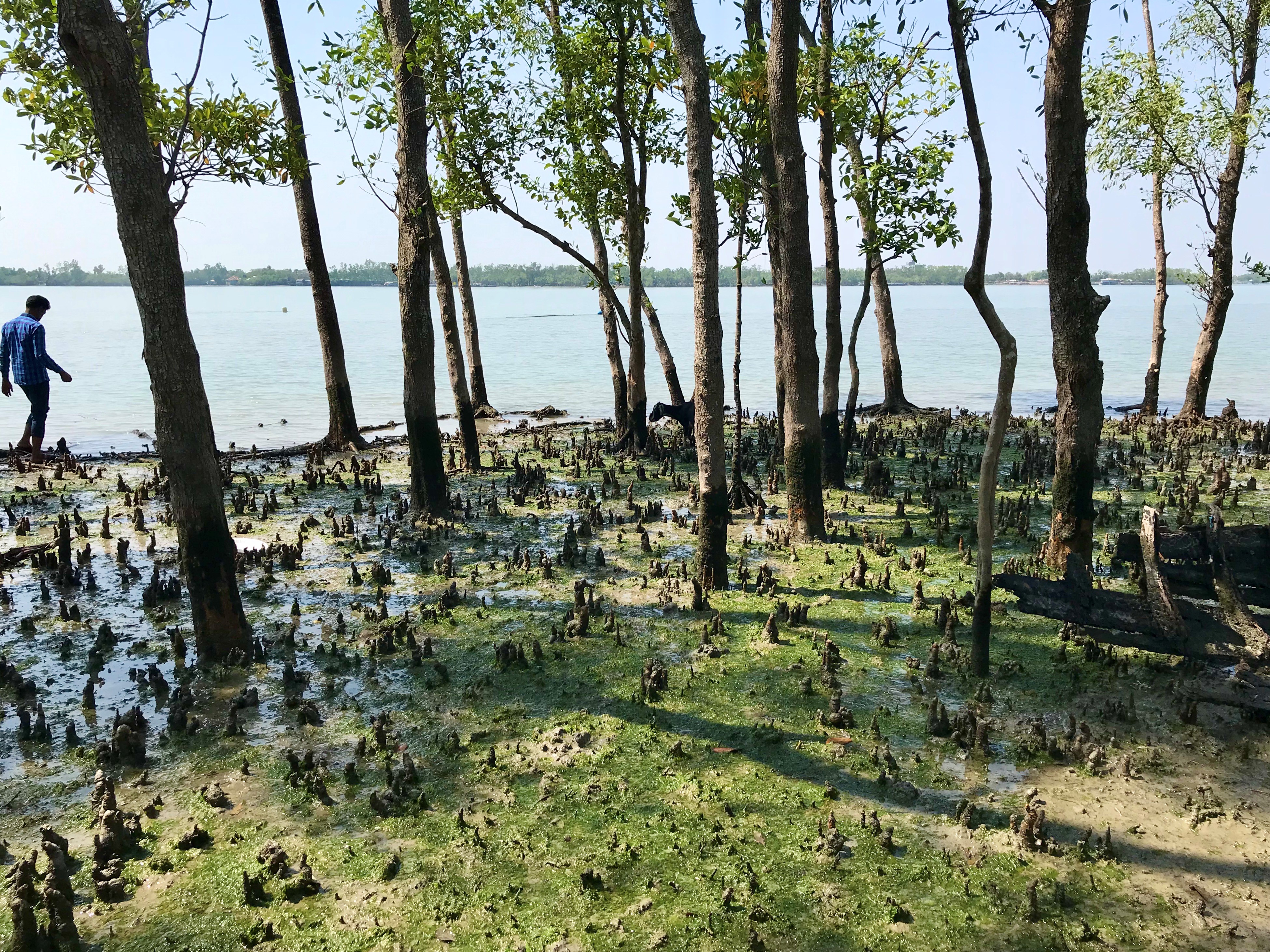 A person at the edge of the sea with trees and destroyed trees all around