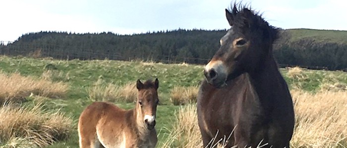 Image of horse and foal in a field with an evergreen forest in the background