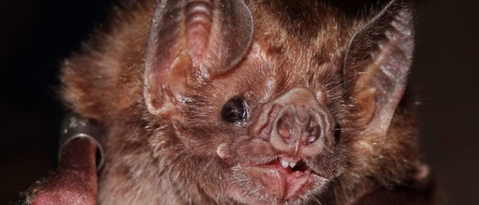 Image of a vampire bat