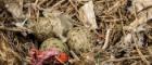Image of nest with eggs and plastic debris
