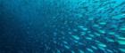 Image of shoal of fish