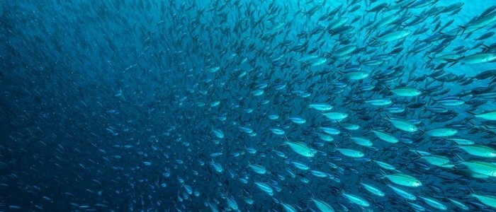 Image of shoal of fish
