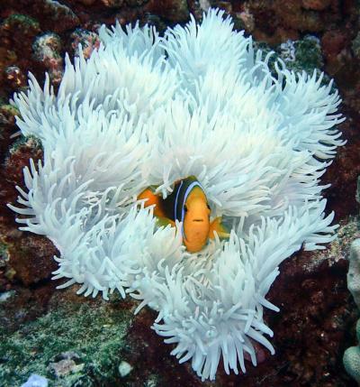 Anemone Fish in bleached coral