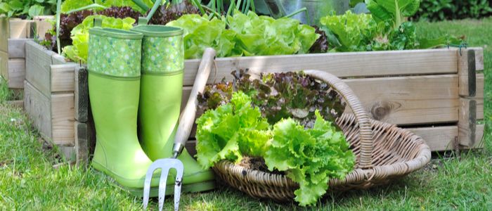 Image of a garden with tools, boots and vegetables