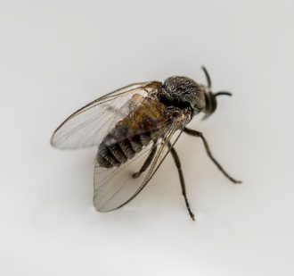 Image of a female blackfly