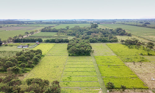 Colombian farm