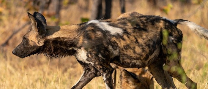 Image of African wild dog
