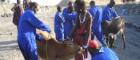 Image of cow being inspected by researchers