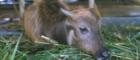 Image of a calf