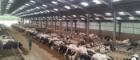 Image of cows feeding in a large barn