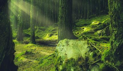 Image of a lush green forest with moss and sun shining through the beams