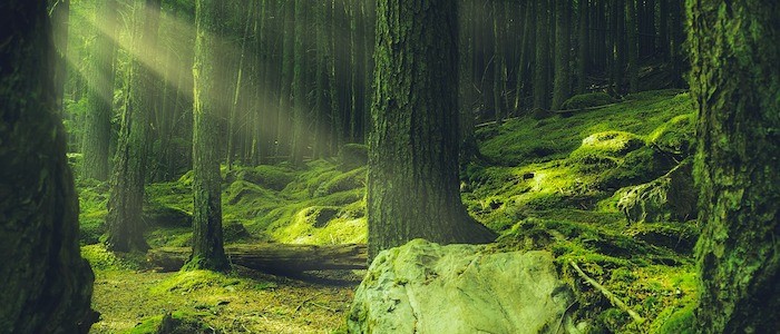 Image of a lush green forest floor covered in moss