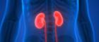 Illustration of kidney organs highlighted in red