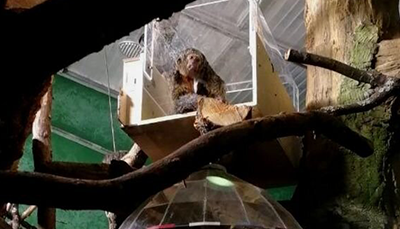 Monkey Tunnel- A device that allows a monkey to choose when to play audio or videos within their zoo enclosure.