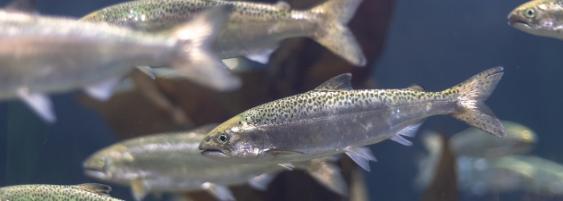 Image of young fish in an aquarium