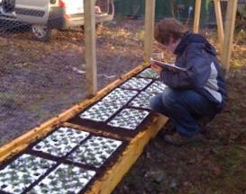 Image of researcher planting in raised wooden beds