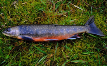 Image of a Lamprey