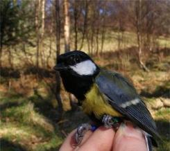 Image of a hand holding a blue tit