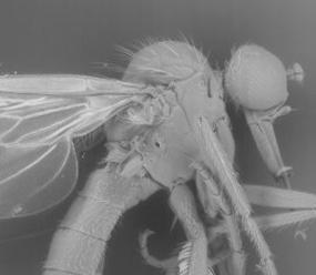 Image of a dance fly