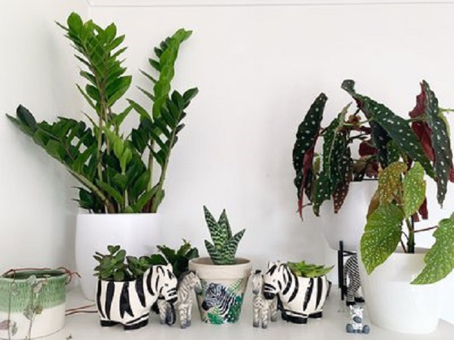 Various houseplants in pots on a shelf