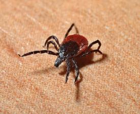 Image of a tick