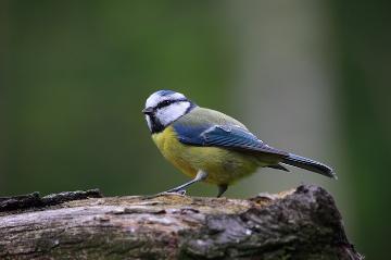 Image of a blue tit