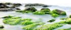 Image of seaweed on rocks