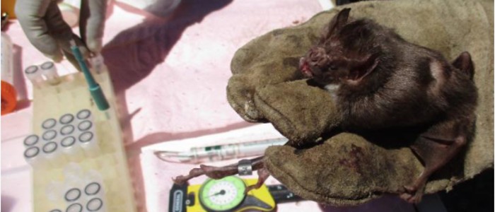 (Common vampire bat (Desmodus rotundus) captured in Peru having samples collected for virus testing as part of a long-term study. Credit: Laura Bergner)