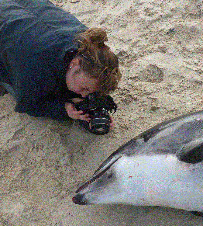 Photographing a white-beaked dolphin 