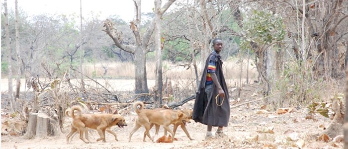 Image of Tanzanian woman leading 3 dogs