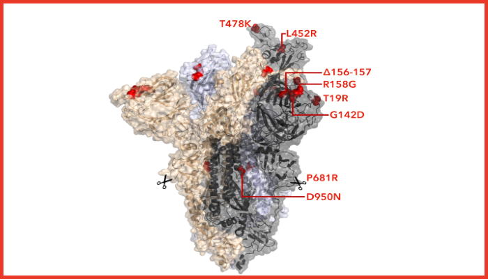 Figure 2 - Spike protein structure showing key B.1.617.2 mutations 