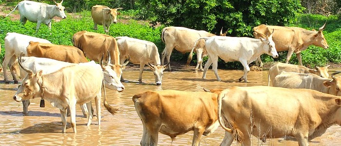 Image of cattle in Africa