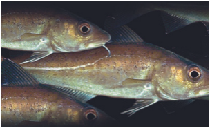 Image of spawning cod under water