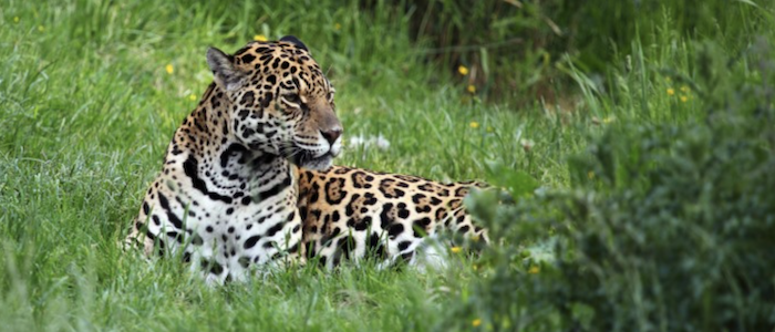 Image of a Jaguar lying in grass