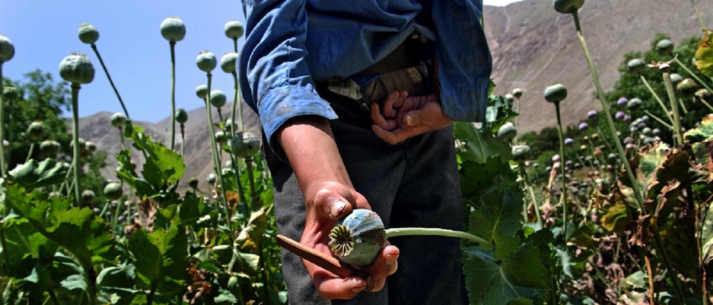 An Afghan man showing the seedhead of an opium poppy in a field of poppies. Image credit: UN Photo/UNODC/Zalmai. Published on Flickr | (CC BY-NC-ND 2.0) Photo ID 507016. 01/07/2005. Afghanistan.  https://www.flickr.com/photos/un_photo/7216920538 https://creativecommons.org/licenses/by-nc-nd/2.0/