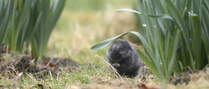 European water vole, Images courtesy of Lorne Gill, NatureScot