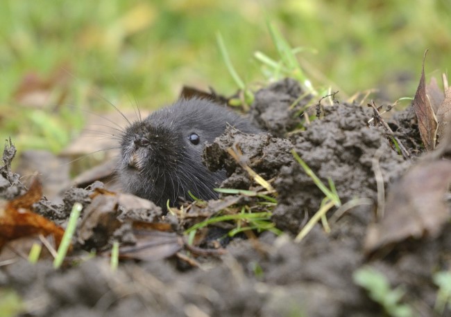 European water vole, Images courtesy of Lorne Gill, NatureScot