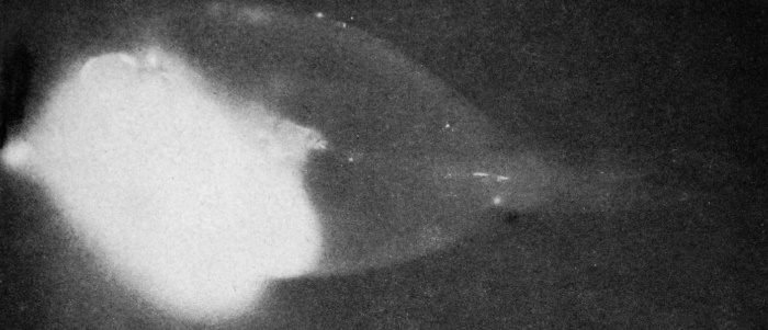 Tim Photo for Talk - Self-exposed X-Ray of Surgeonfish after Atom Bomb Test