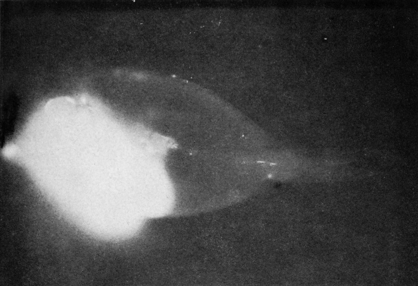 Tim Photo for Talk - Self-exposed X-Ray of Surgeonfish after Atom Bomb Test
