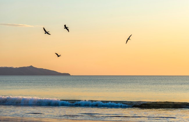 A flock of birds flying above the sea
